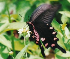 ByasaAlcinous_swallowtail.jpg