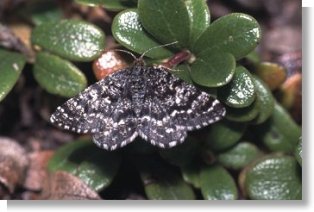 NettedMountainMoth_semiothisa_carbonaria_1.jpg