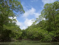 River_in_the_Amazon_rainforest_1.jpg