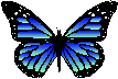 blue_butterfly.gif
