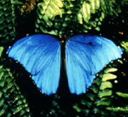 bluemorphobutterfly_morpho_peleides.JPG
