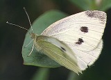 cabbage_white_butterfly.jpg