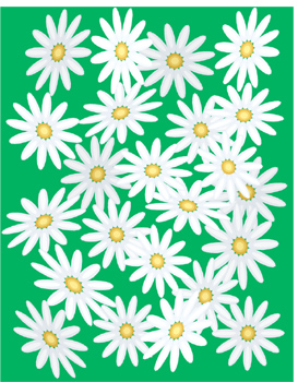 daisies.jpg