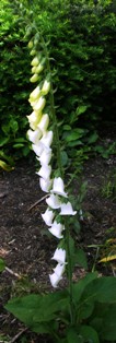 digitalis2.jpg