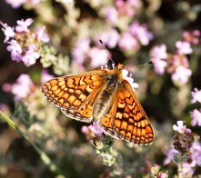 marsh_fritillary.JPG