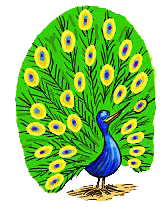 peacock.gif