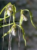 phragmipedium_caudatum_resized.jpg