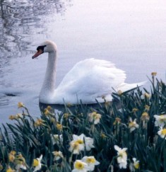 swan_for_saint-saens.jpg