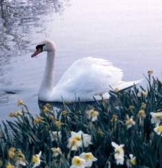 swan_for_saint-saens_1.jpg