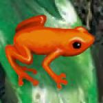 tree_frog_Amazon.jpg